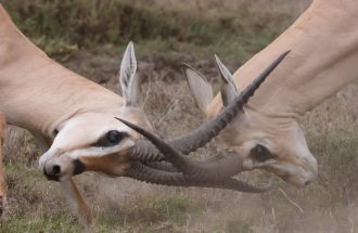 Gazelles fighting